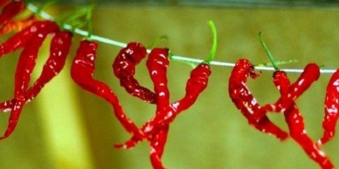 Kako sušiti ljute papričice kod kuće